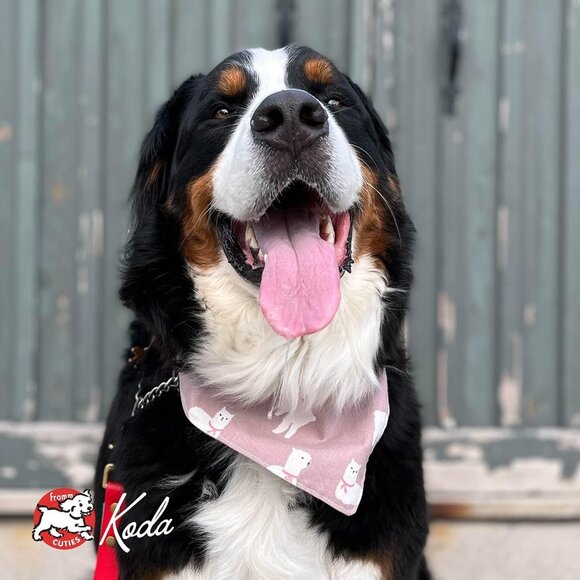 Fromm Weight Management Gold Premium Dry Dog Food - Turkey Recipe - 5 lb - Picture 9 of 10